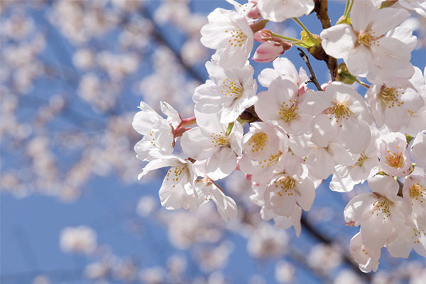 溲疏雪樱花，佛山园林绿化