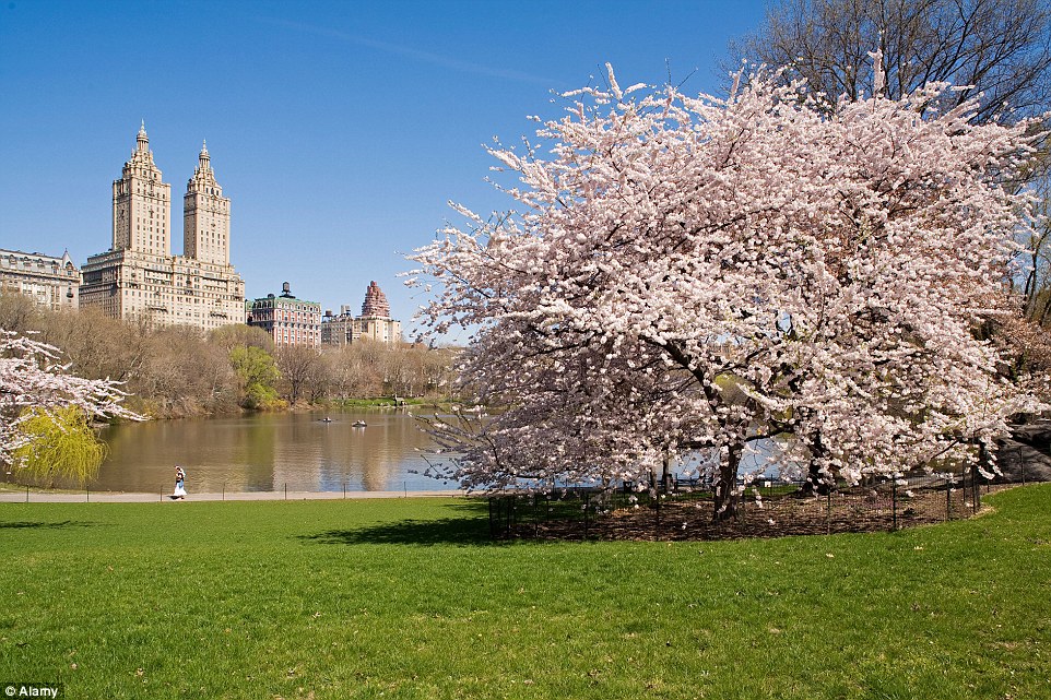 纽约市的中央公园(central park)