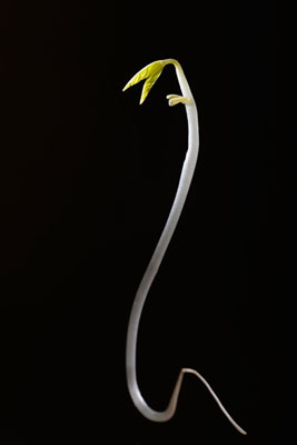 中国新闻周刊:无根豆芽的毒与非毒