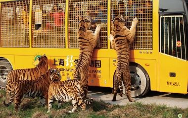 新民周刊:上海野生动物园也疯狂