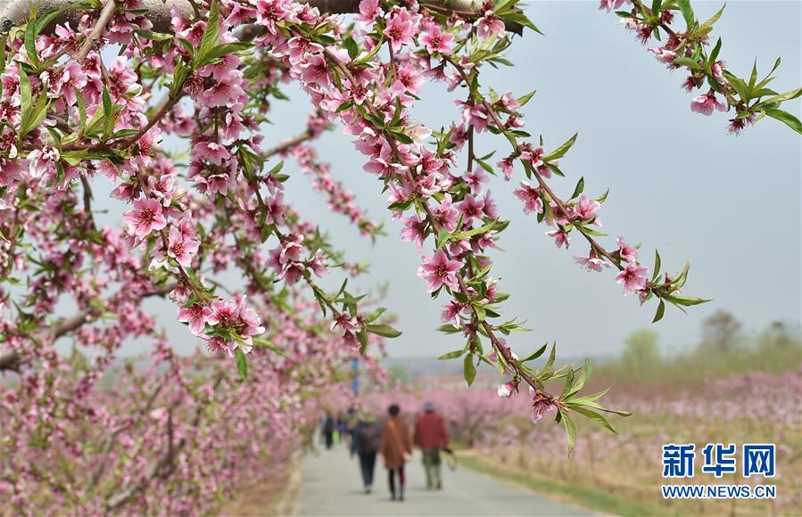 【大美中国】花海春光醉游人 - 中国网传媒经济